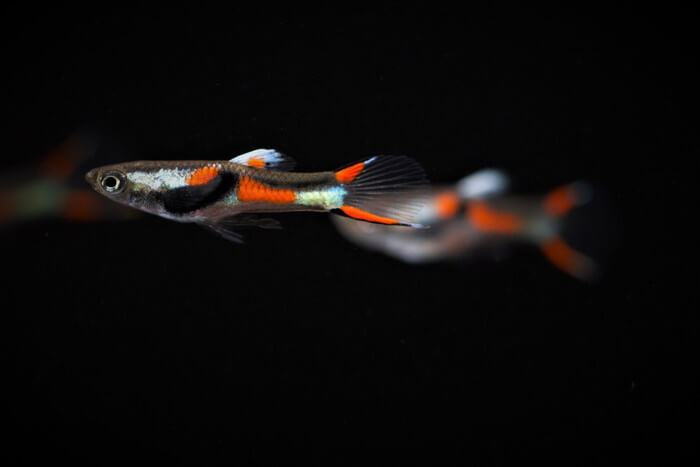 プエルトラクルツ