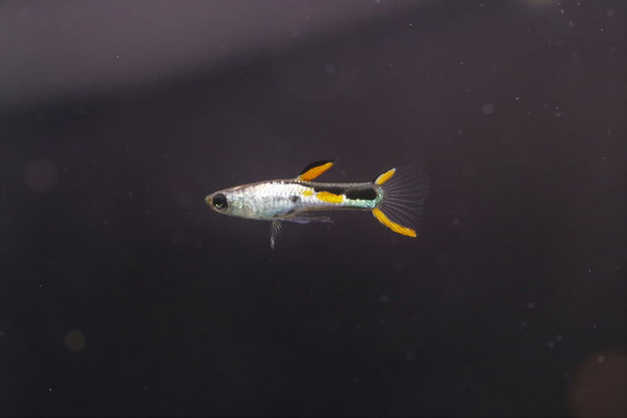 エル・シルバラド