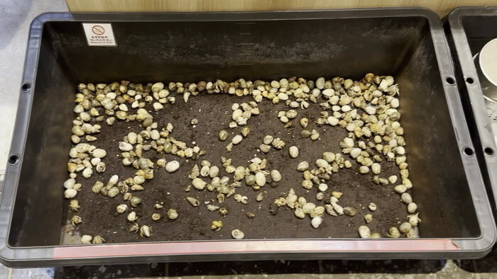 アクアフォレスト ソラマチ店