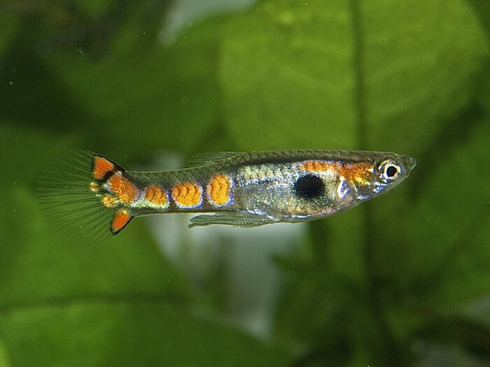 オレンジドット