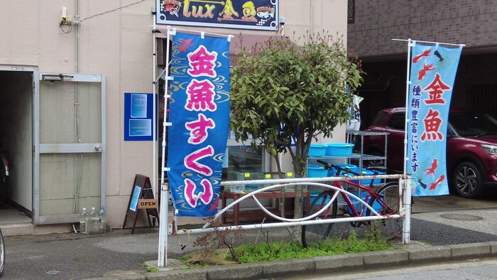 lux金魚