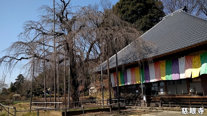 あっぱれ！MEDAKA CLUB