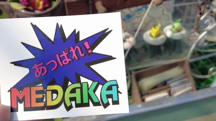 あっぱれ!MEDAKA CLUB