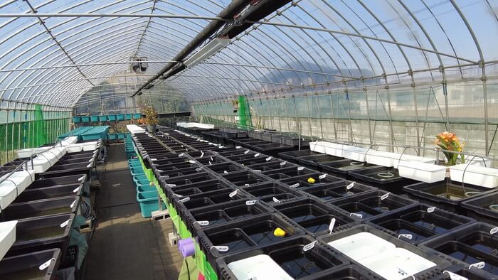 あっぱれ!MEDAKA CLUB