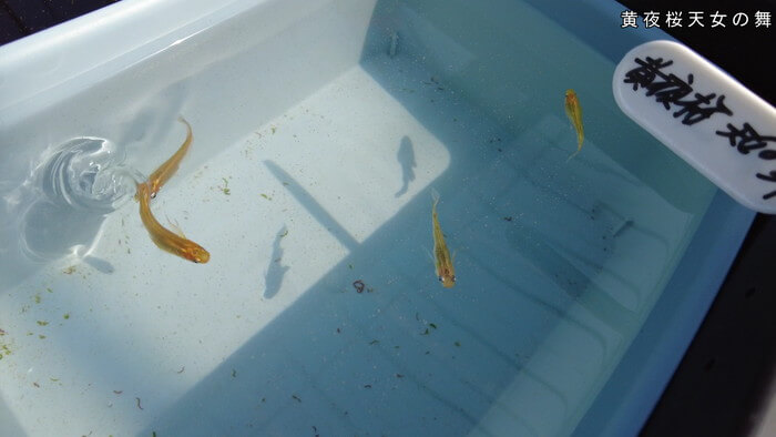 あっぱれ!MEDAKA CLUB