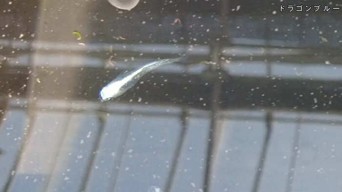 あっぱれ!MEDAKA CLUB