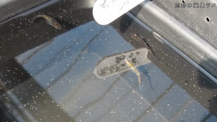 あっぱれ!MEDAKA CLUB