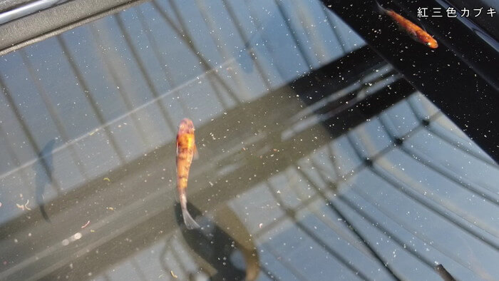 あっぱれ!MEDAKA CLUB