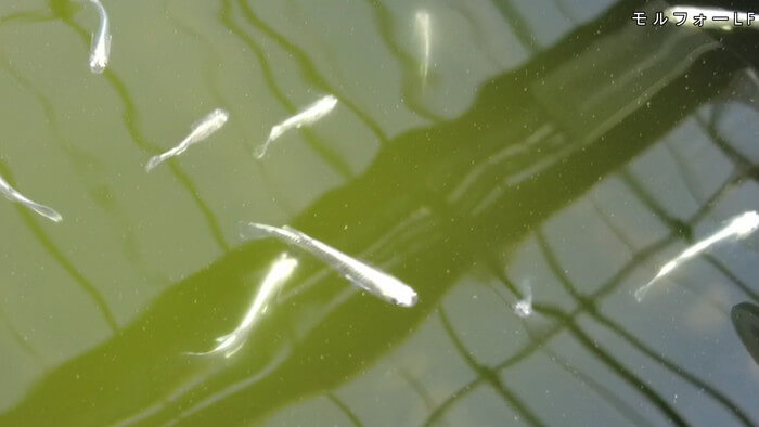 あっぱれ!MEDAKA CLUB