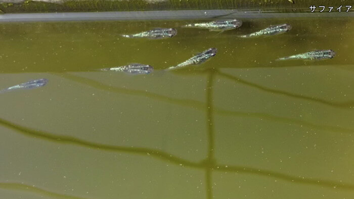 あっぱれ!MEDAKA CLUB