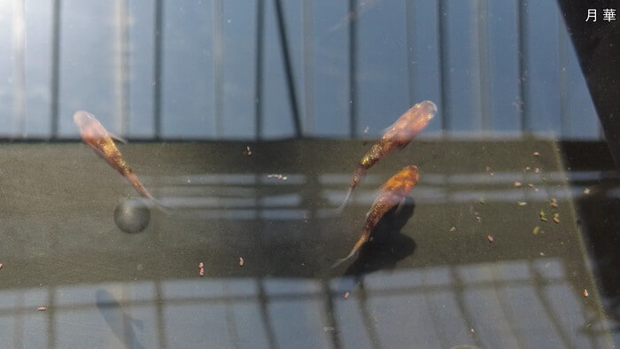 あっぱれ!MEDAKA CLUB