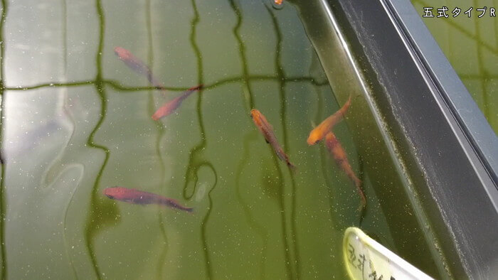 あっぱれ!MEDAKA CLUB