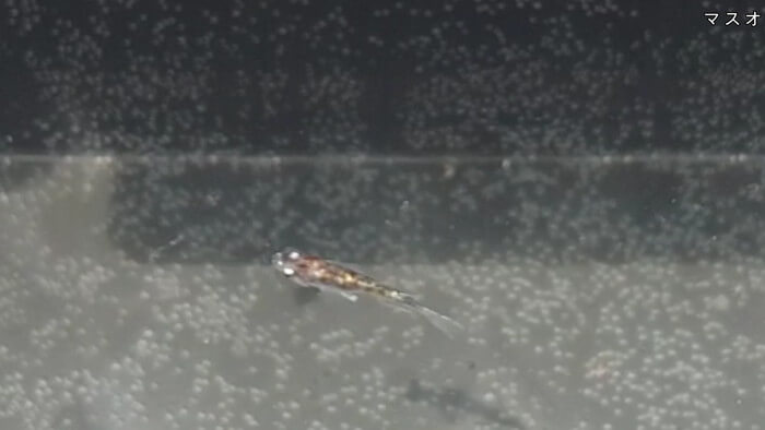 心めだか マスオ