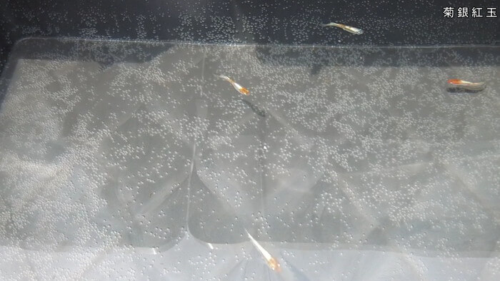 心めだか 菊銀紅玉