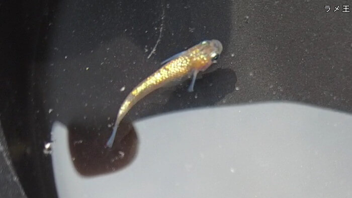 心めだか ラメ王