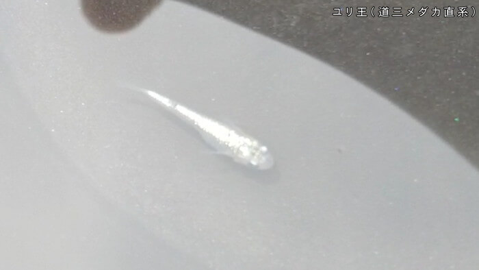 心めだか ユリ王