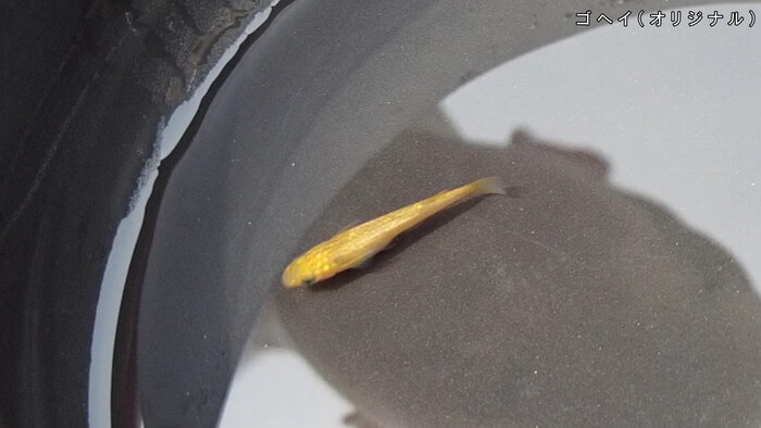 心めだか ゴヘイ