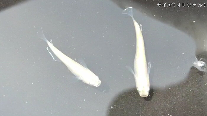 心めだか サイヤ