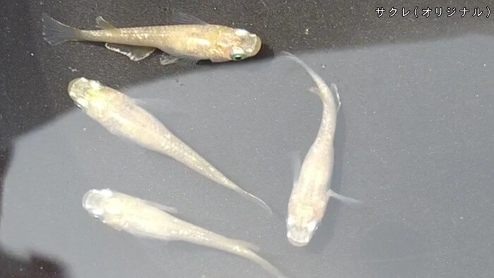 心めだか サクレ