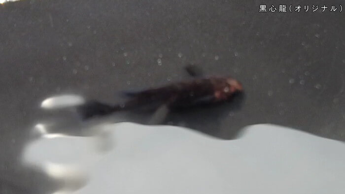 心めだか 黒心龍