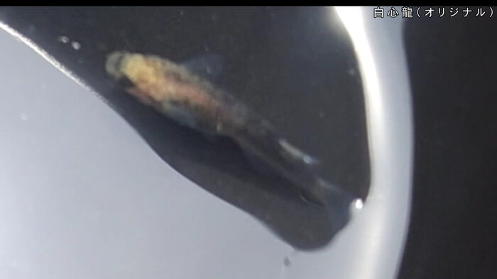 心めだか 白心龍