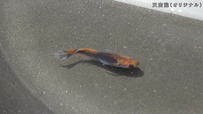 心めだか 天空龍