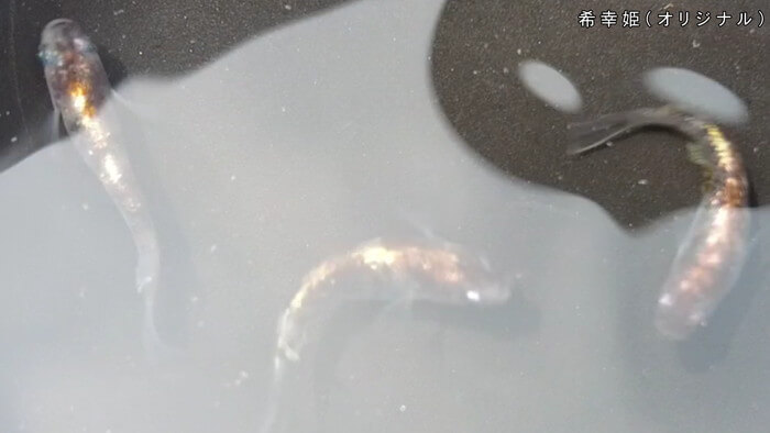 心めだか 希幸姫