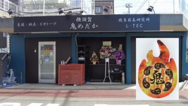 横須賀鬼めだか