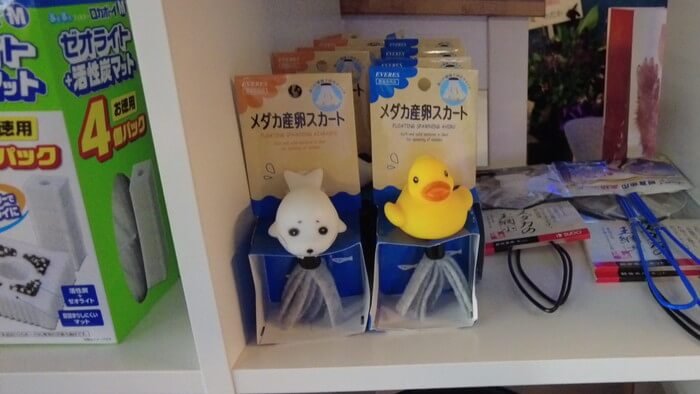 横須賀鬼めだか