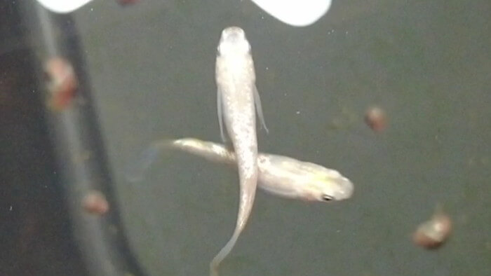 横須賀鬼めだか