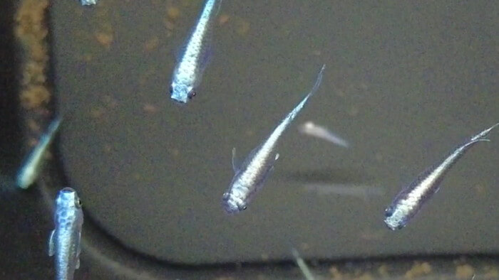 横須賀鬼めだか