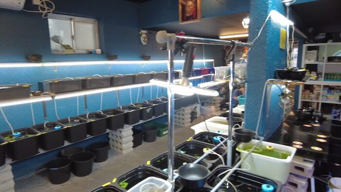 横須賀鬼めだか