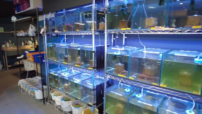 横須賀鬼めだか