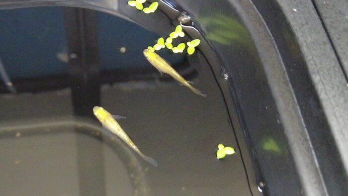 横須賀鬼めだか