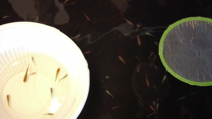 横須賀鬼めだか