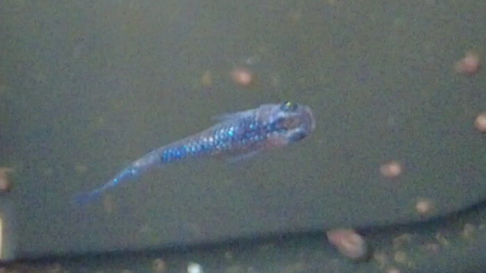 横須賀鬼めだか