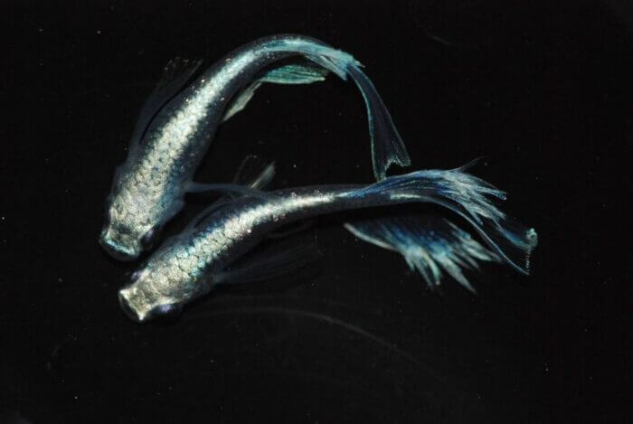 目高工房江戸 富嶽天翔ブラックワイドフィン系統