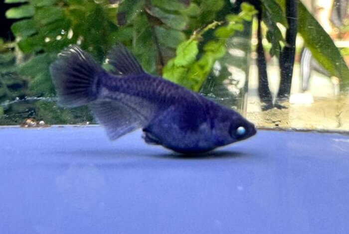 目高工房江戸 黑天幻龍ダルマ