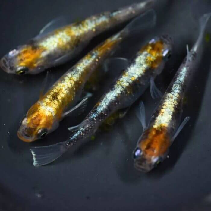 目高工房江戸 龍炎