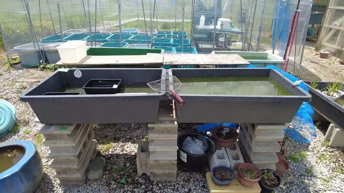 めだかガーデン