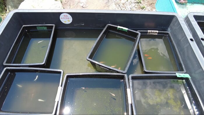 めだかガーデン