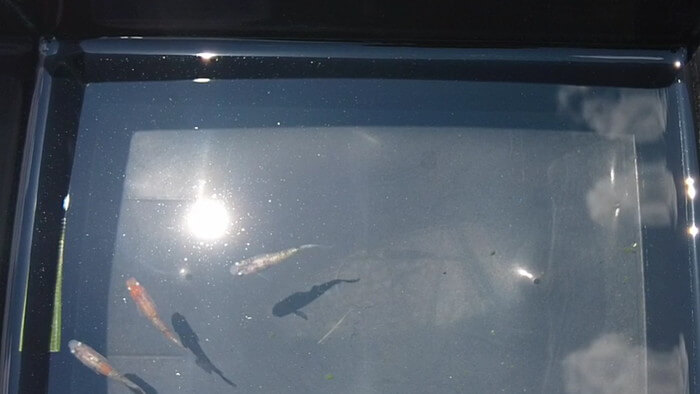 めだかガーデン