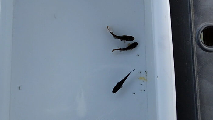 めだかガーデン