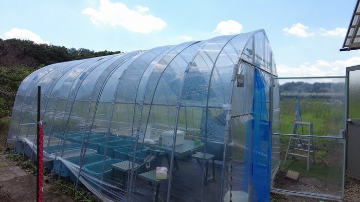 めだかガーデン