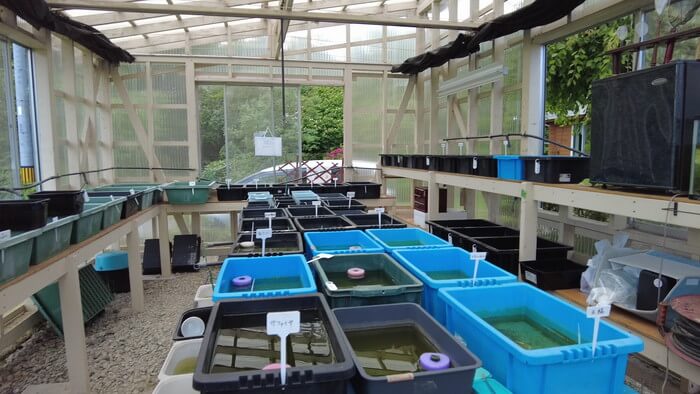 めだかガーデン