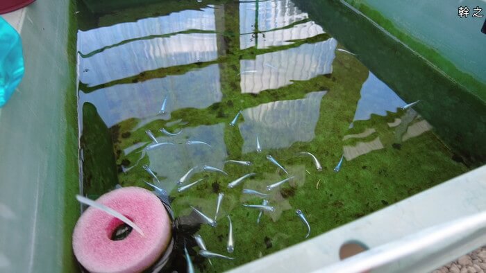 めだかガーデン