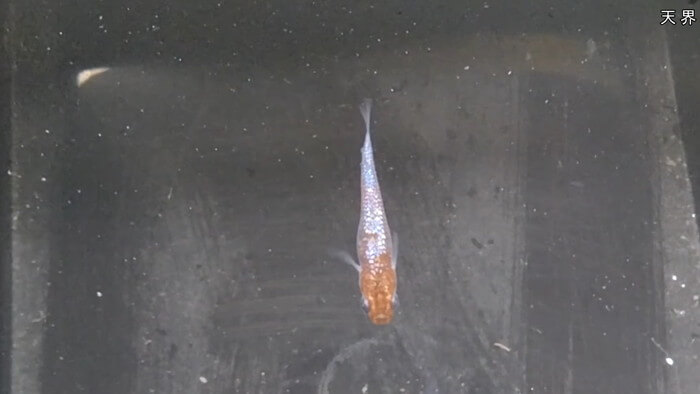 めだかガーデン