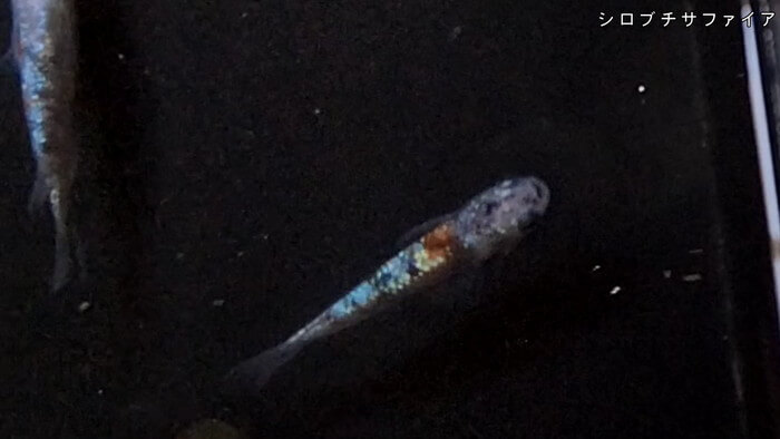 めだかガーデン