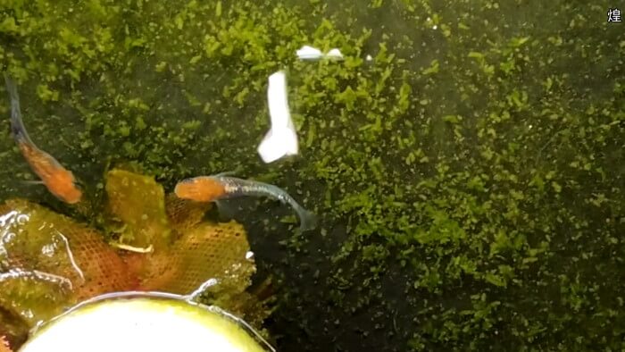 めだかガーデン