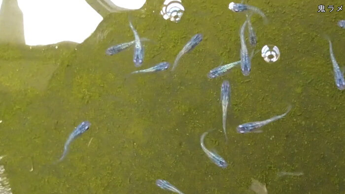 めだかガーデン